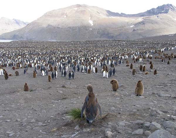 Живность из сети
