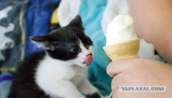 Котовторник (16.09.08)