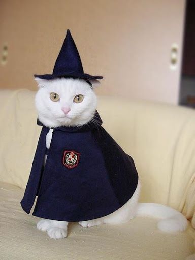 Прикольных котов пост