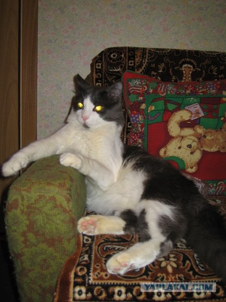 Котосреда (06.05.2009)