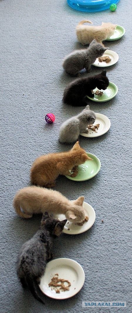 Котовторник (02.06.2009)