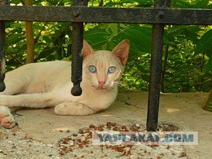 Котовторник: коты и... почти мыши