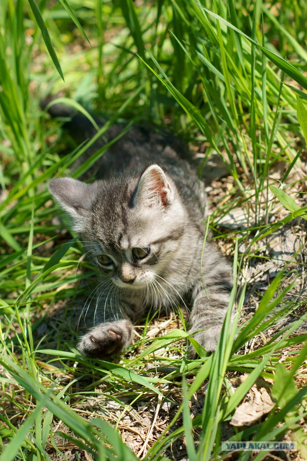 Начинаем котовторник!