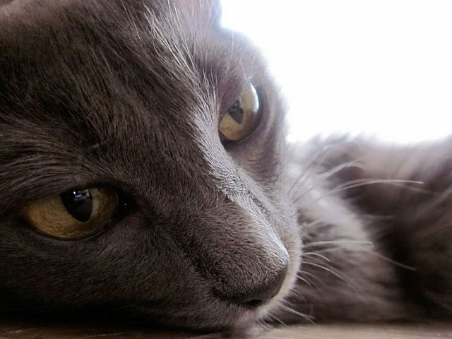 Котовторник  07.06.11
