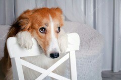 Милые животные. Мимиметр сломался