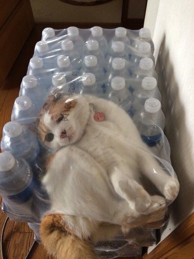 Прикольных котов пост