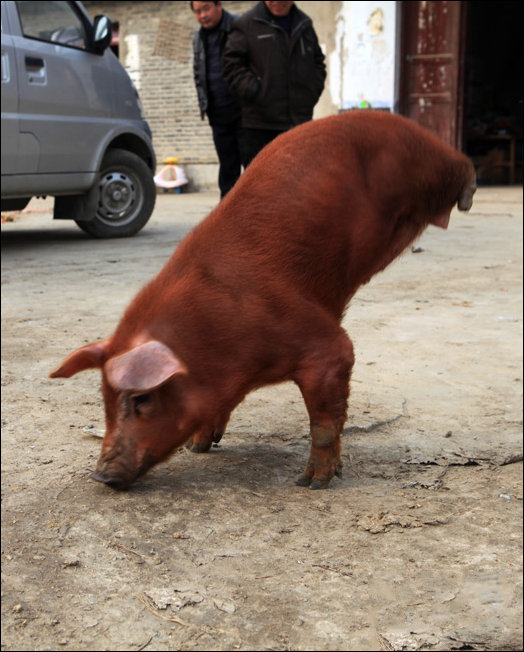 Безногая свинка - гимнаст