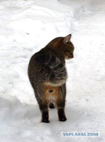 Котовторник (07.02.2012)