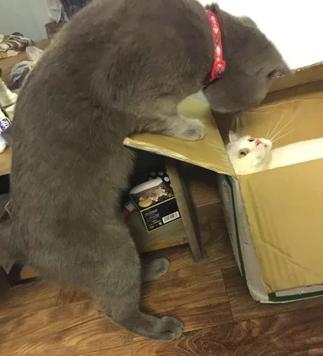 Прикольных котов пост