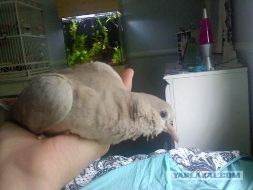 Как растут голуби