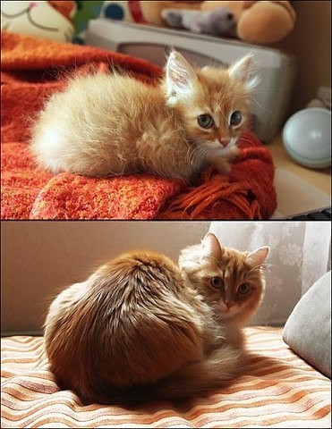 Прикольных котов пост