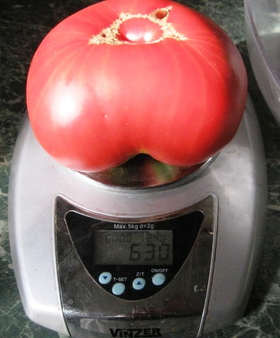 Вкус помидора