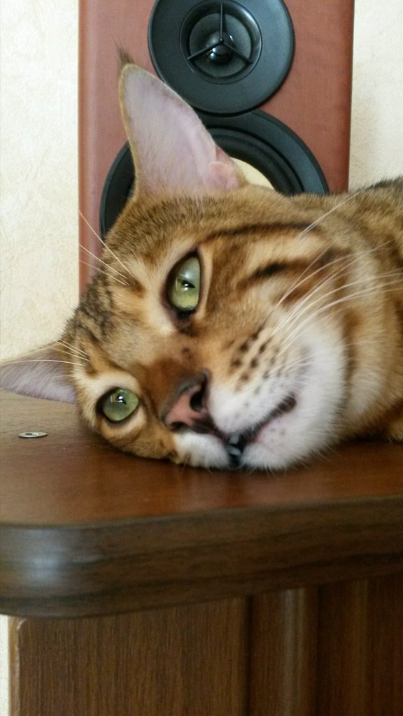 Забавные фото котеек