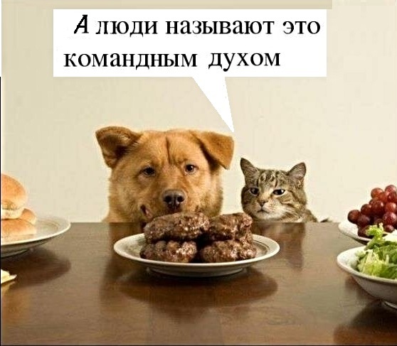 Картинки с котами и про котов