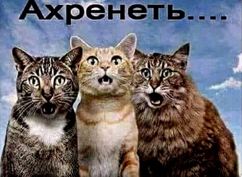 Собака попрошайка
