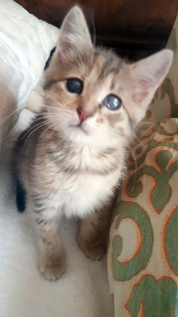Забавные фото котеек