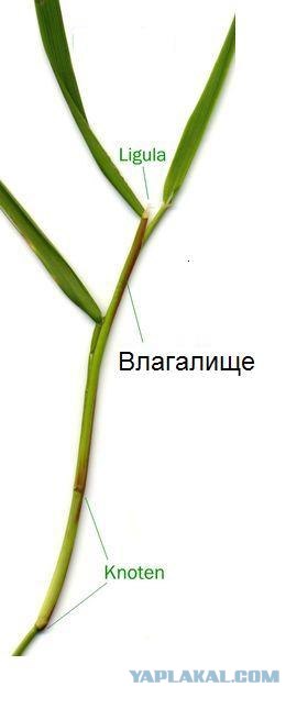 Дамские штучки