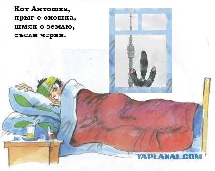 Кот, Антошка и порошок