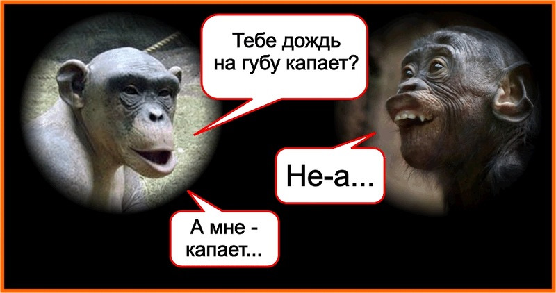 У него не капала. Исторические шутки. Исторические мемы. Две обезьяны тебе капает. Руками не трогать табличка.