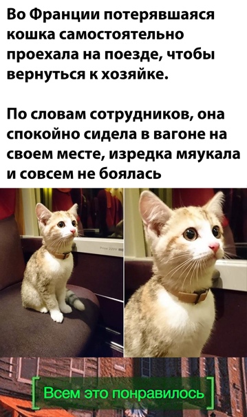 Юмор и прикольные картинки 04.12.2020