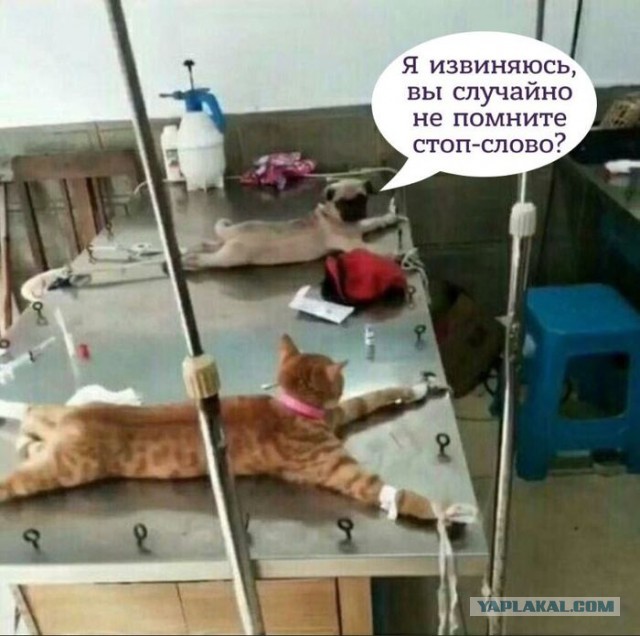 Пятница. И немного слегка пошлых картинок с надписями и без 16+ (29.01)