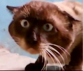 Очень стеснительный кошак