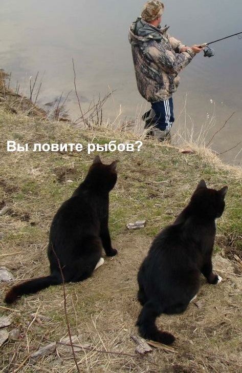 Разбираем новый мем "про рыбов"