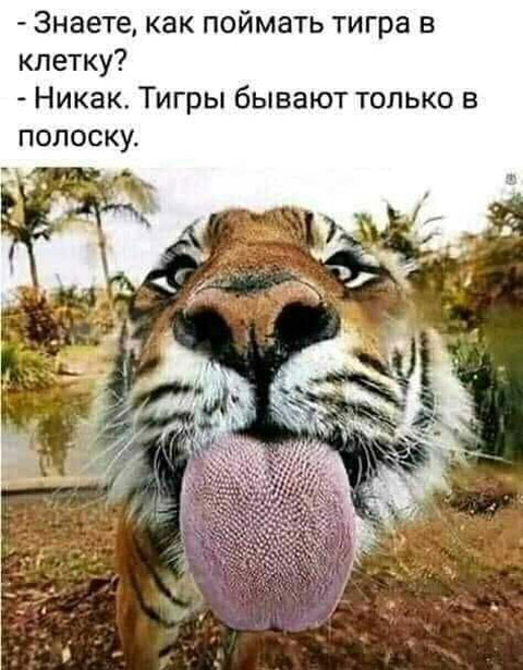 Плоской планете - плоский юмор