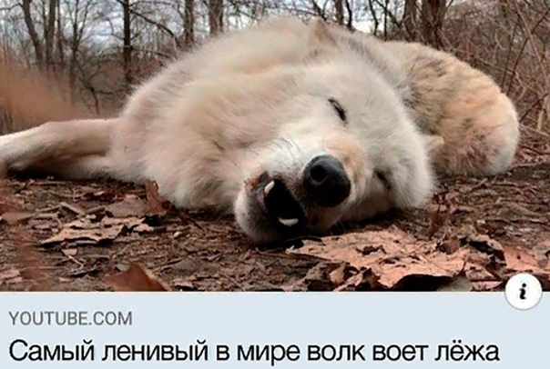 Юмор в картинках 22.08.21