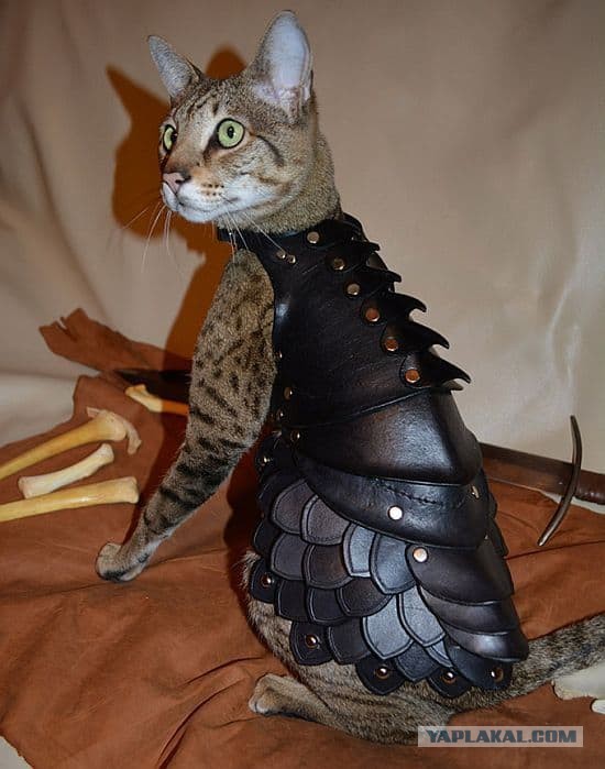 Как защитить кота?!