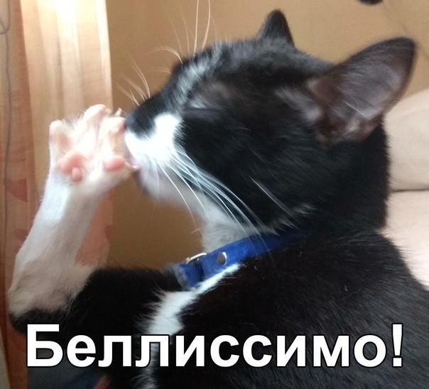 Дай лапу, правую, заднюю!