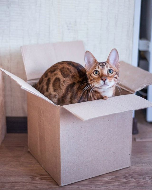Кошка из Игры престолов
