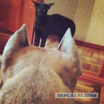 С Котовторником!