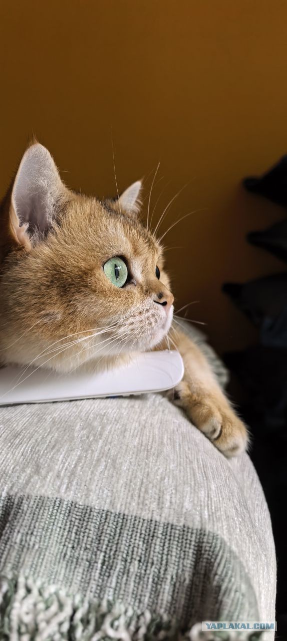 Котовторник наступил