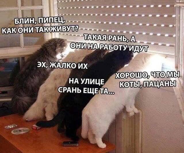 Картинки для деградации 81 (разной степени свежести)