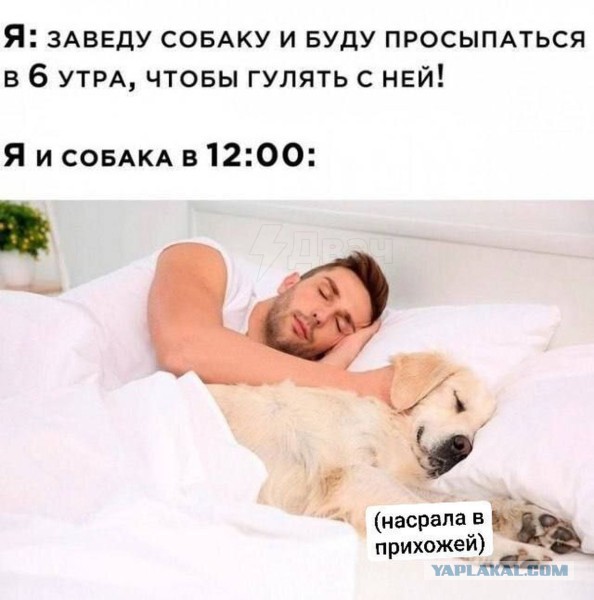 Веселое настроение в картинках (20.11.2025)