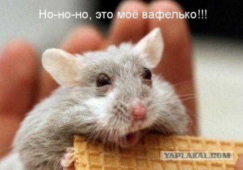 Мышь и печенька