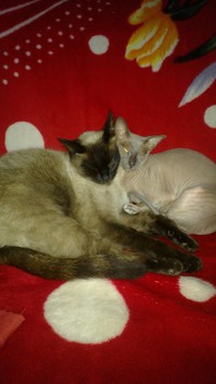 Котовторник 04.03.2014