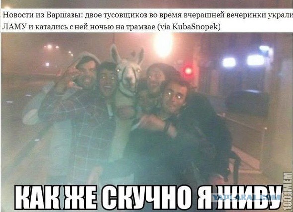 Веселые картинки? а так же комментарии)