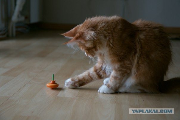 Котовторник   15.04.2014