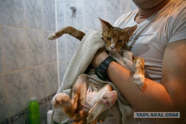 Котовторник 6.05.2014