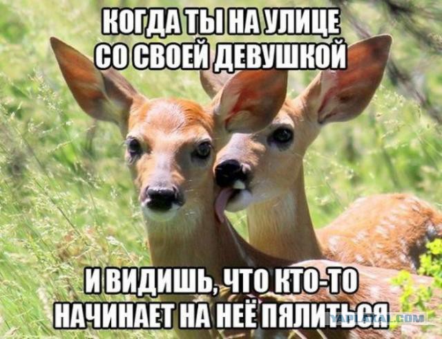 Картинки