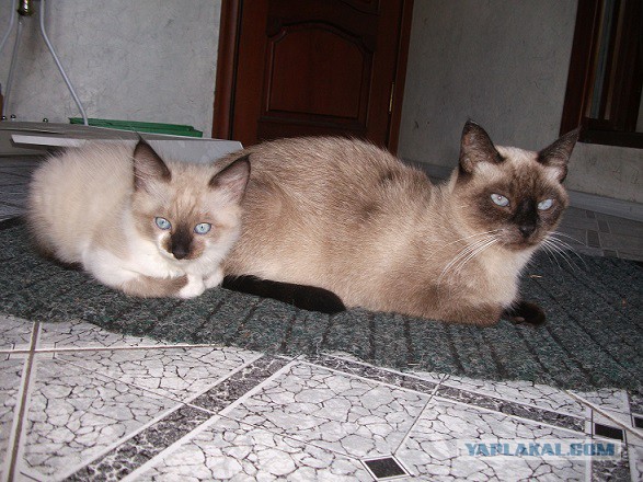 Тайские кошки