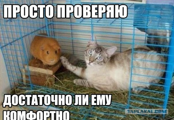 Новые "комментарии из соцсетей"