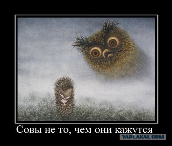 Совы крутые