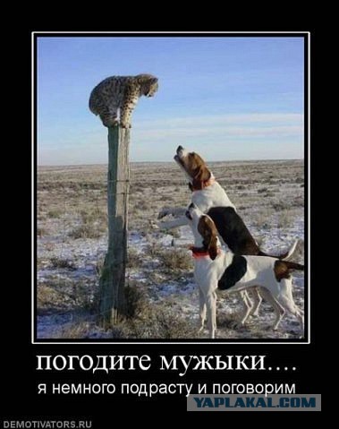 Весёлые картинки