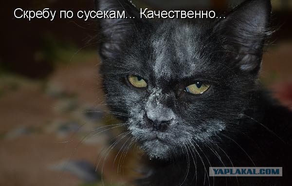 Кошачий Hardcore