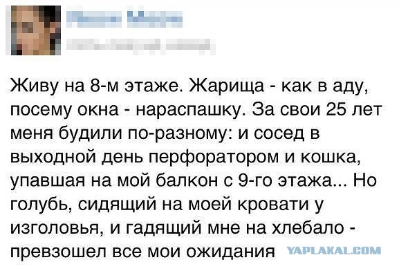 Смешные комментарии из социальных сетей