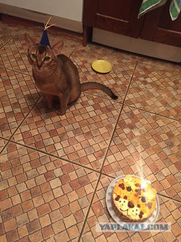 Котенок абиссина