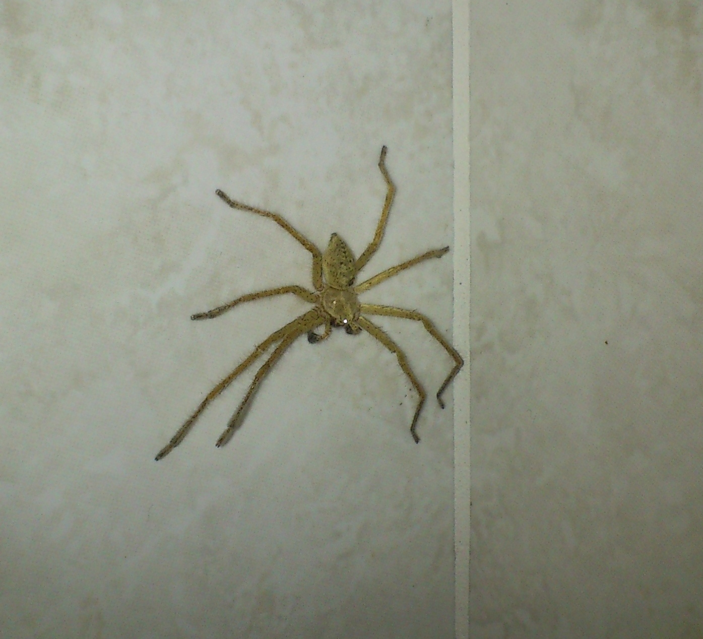 Домашний паук в квартире. Домашние пауки. Серые домашние пауки. Бежевый паук. Большие пауки в доме.
